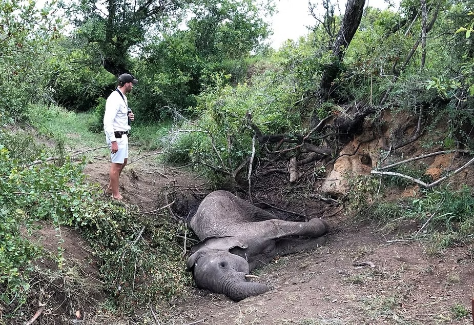A guide standing beside an elephant carcass in a dry gully