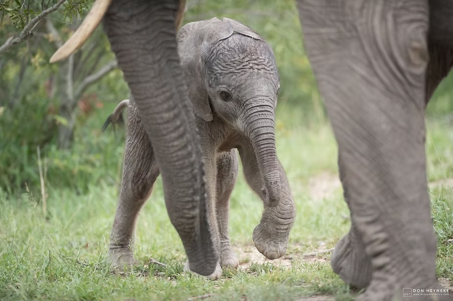 An elephant calf walking beneath the legs of the herd