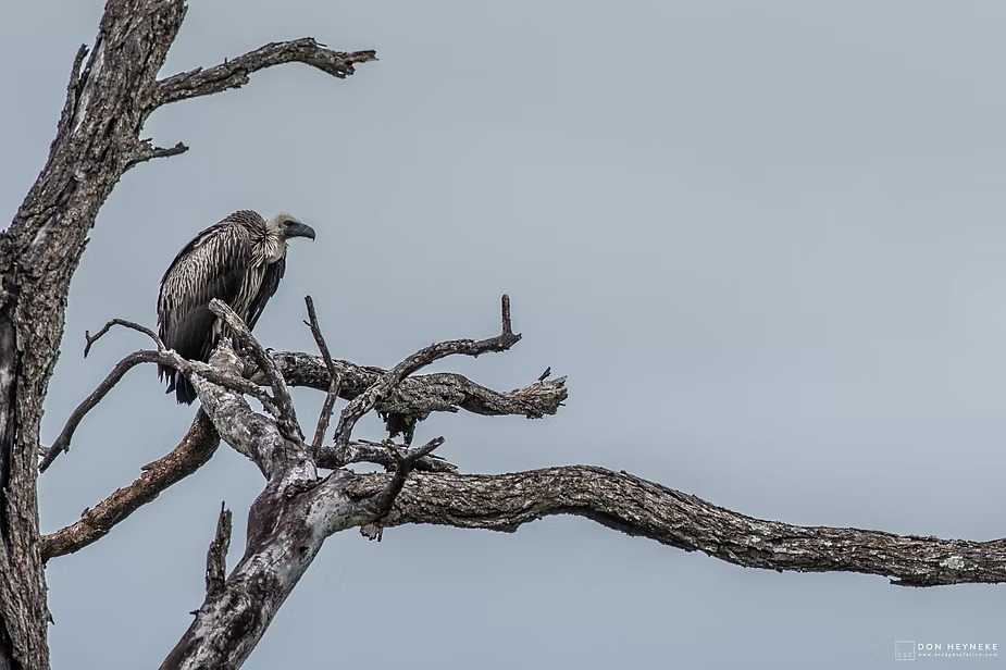 Vultures waiting in a dead tree above a kill