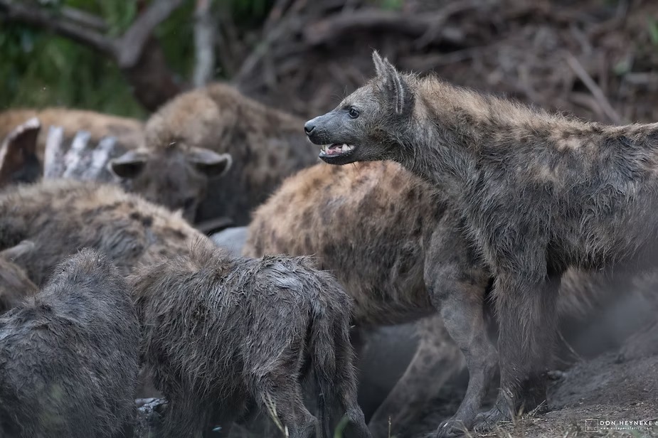 Spotted hyenas feeding at a carcass