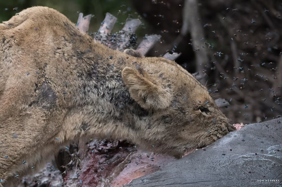 A lion at a carcass with flies rising around it