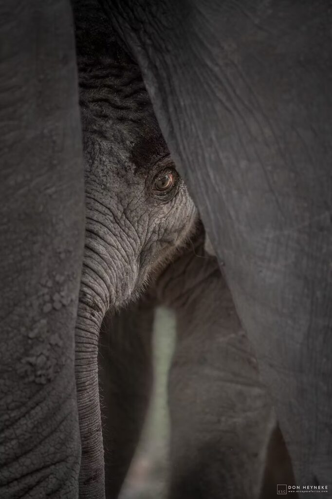 The eye of an elephant close up in low light
