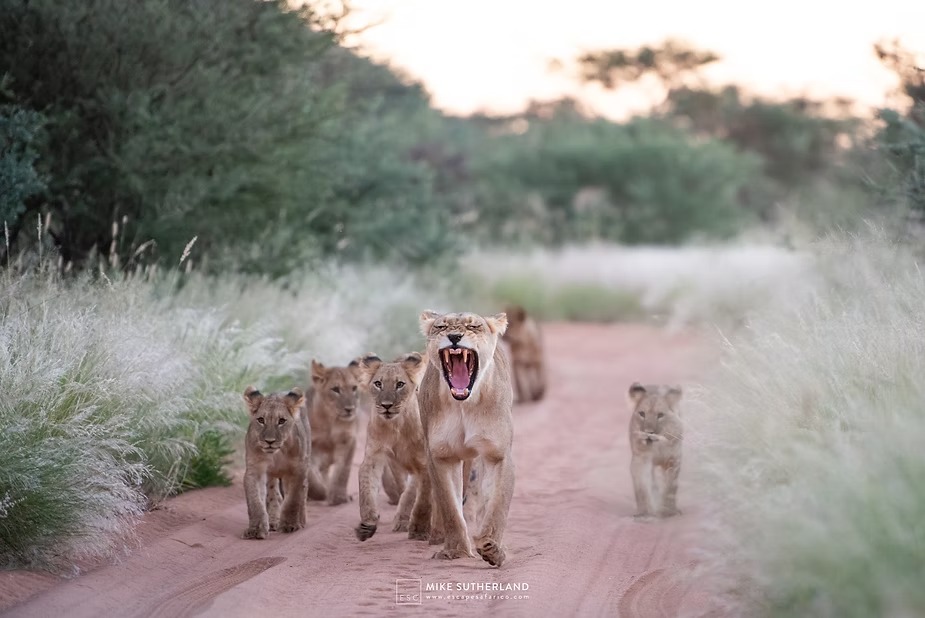 The lioness calling on the road with her cubs strung out behind her