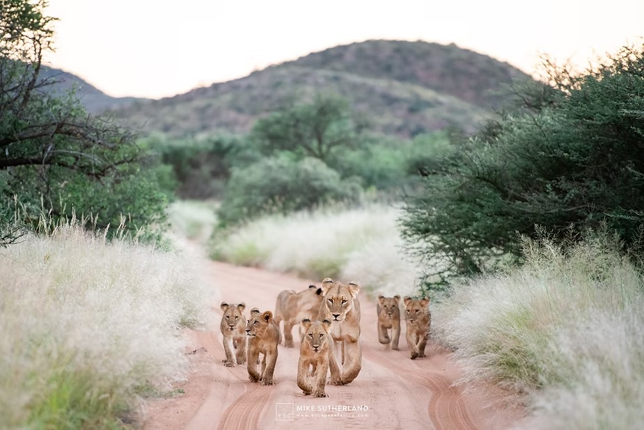The lioness and cubs moving down a track through pale grass below the hills