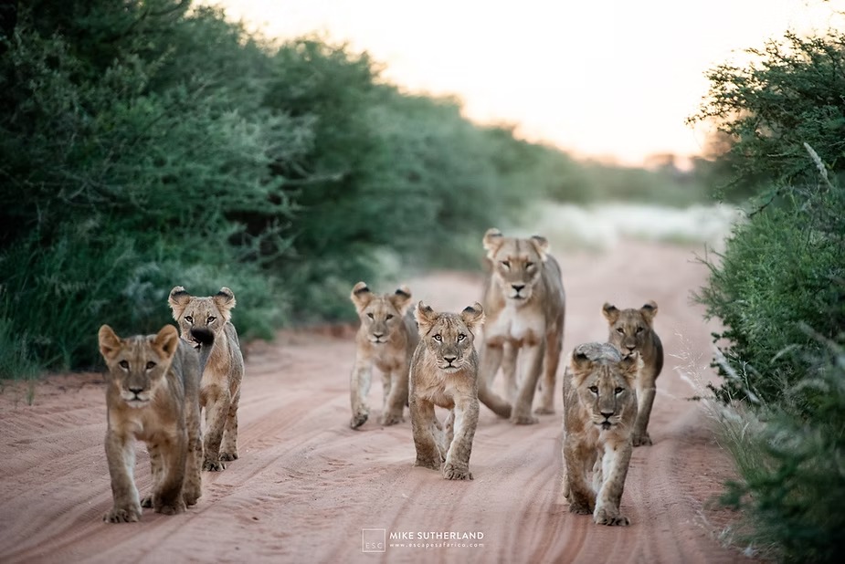 A lioness leading her cubs down a sand road between green bush