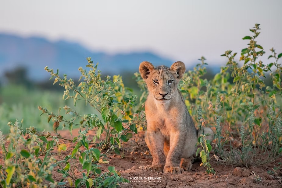 One of the seven cubs sitting up in green scrub