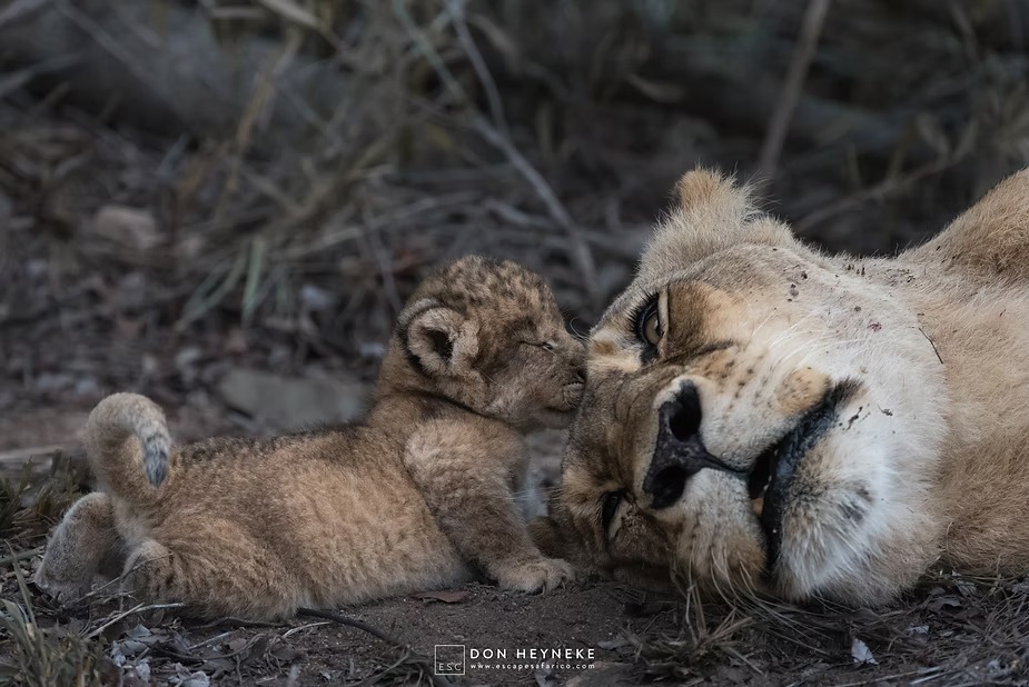 Cubs pressing in around the lioness's face