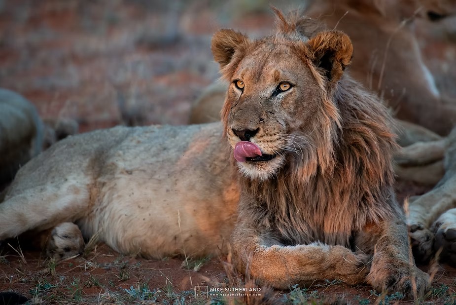The pride male resting through the afternoon