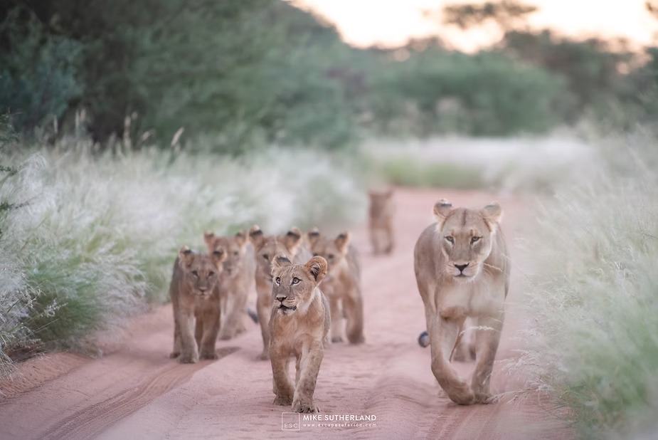 The lioness leading her seven cubs down a sand track