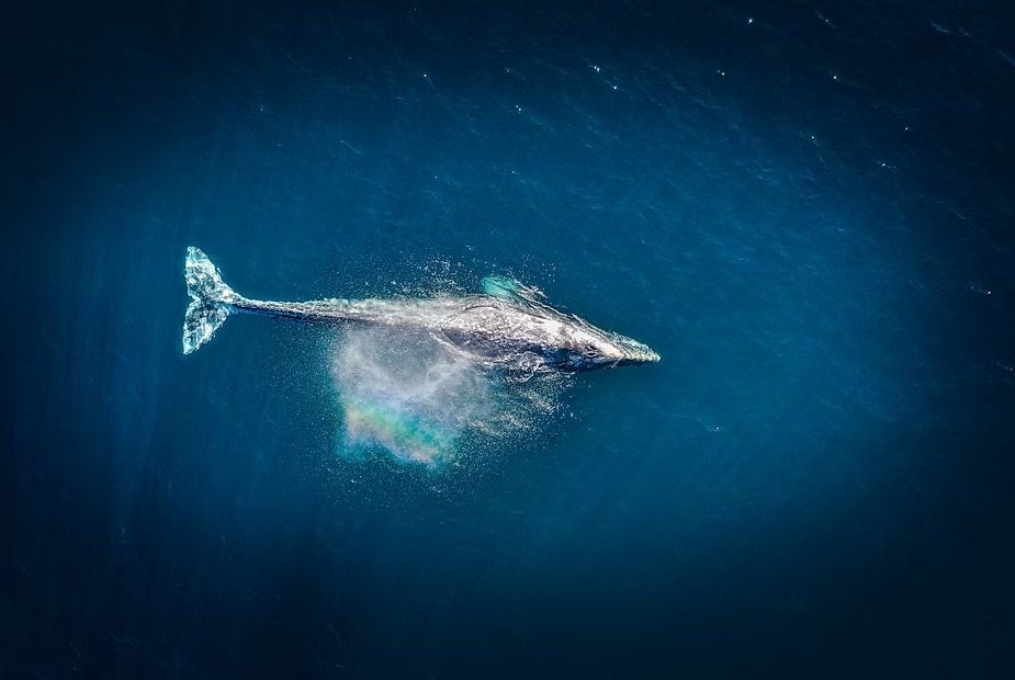 A whale at the surface in open water, seen from above