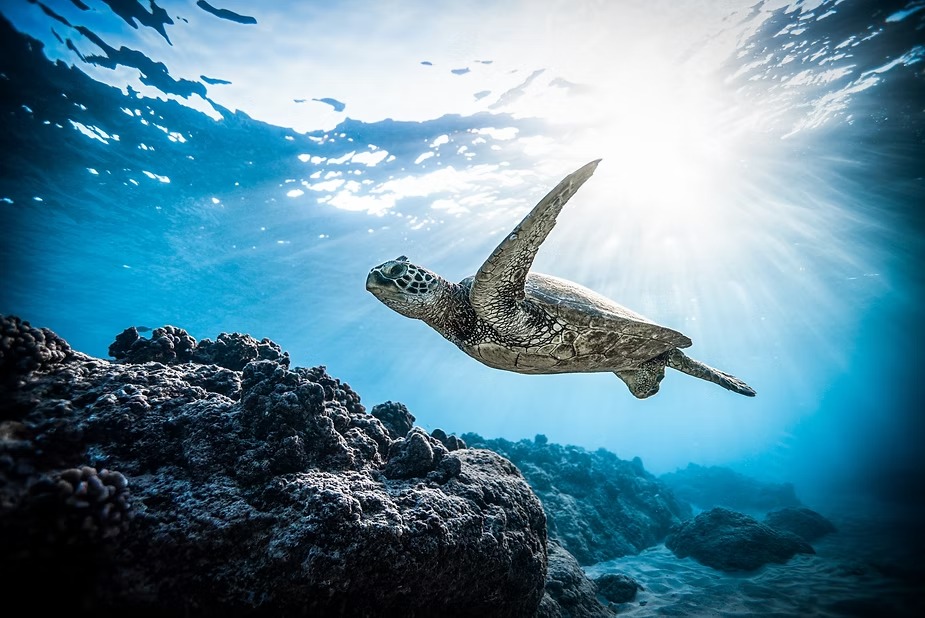 A green turtle over a coral reef with the sun breaking through above