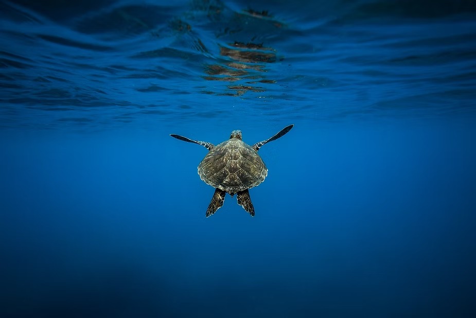 A turtle swimming in open blue water