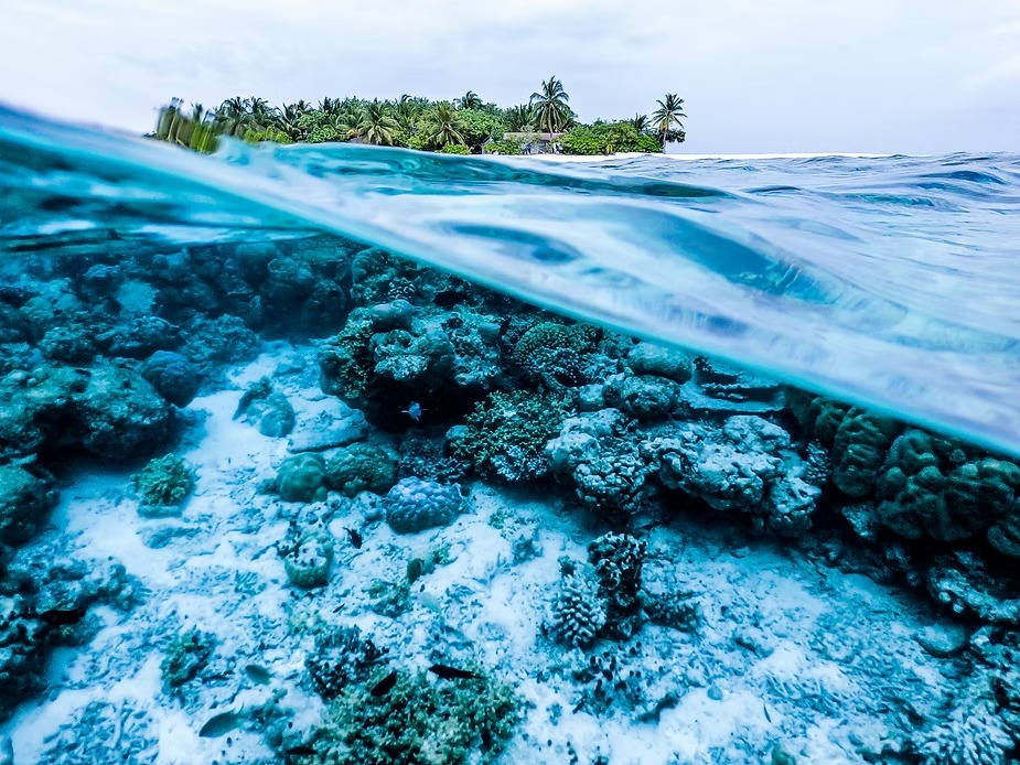 A split view of a coral reef below the surface and a palm island above
