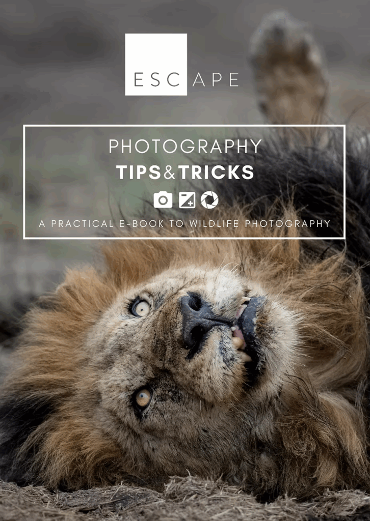 Cover of the Escape Safari Co. guide, Photography Tips and Tricks, over a portrait of a lion