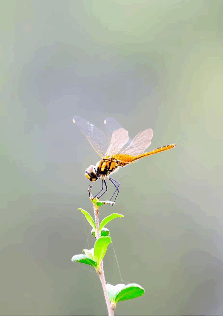 A dragonfly at rest, one of the lesser-known migrants that crosses the continent