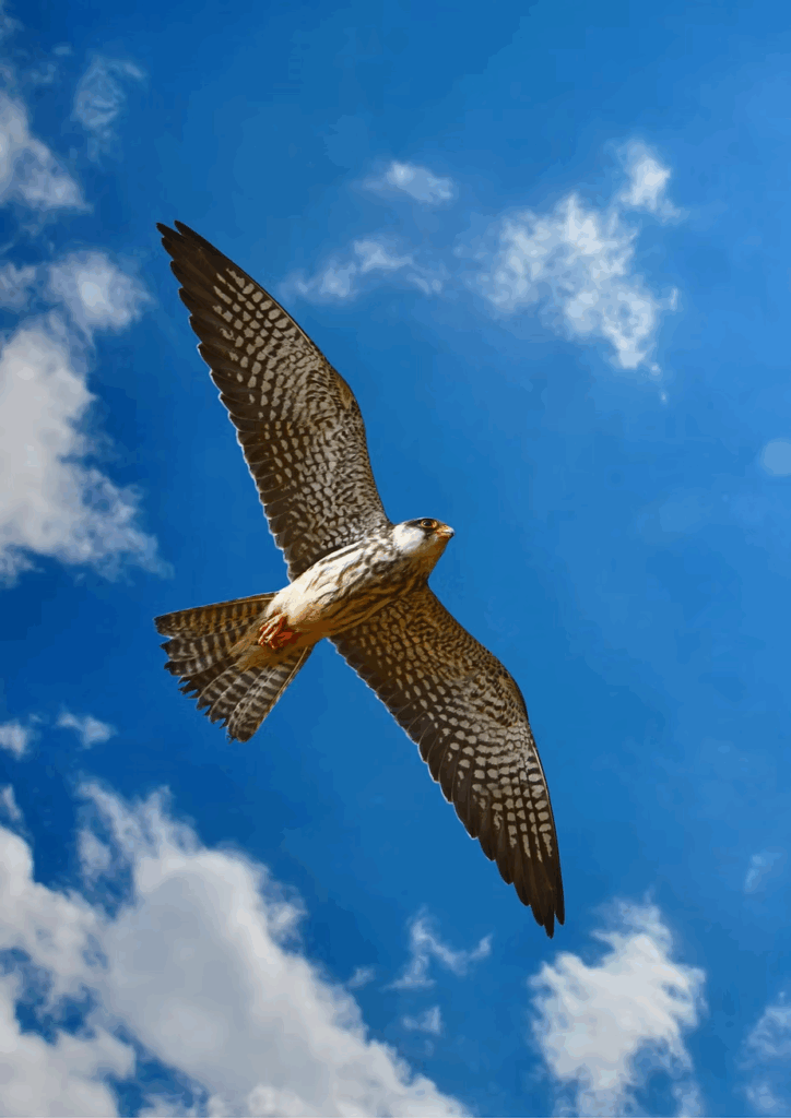 An Amur falcon in flight, one of the raptors that crosses Kenya's Rift Valley each year