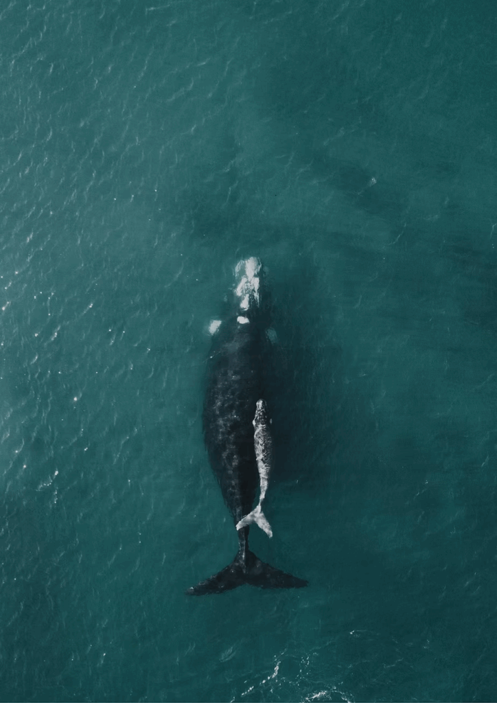 A southern right whale seen from above off the South African coast