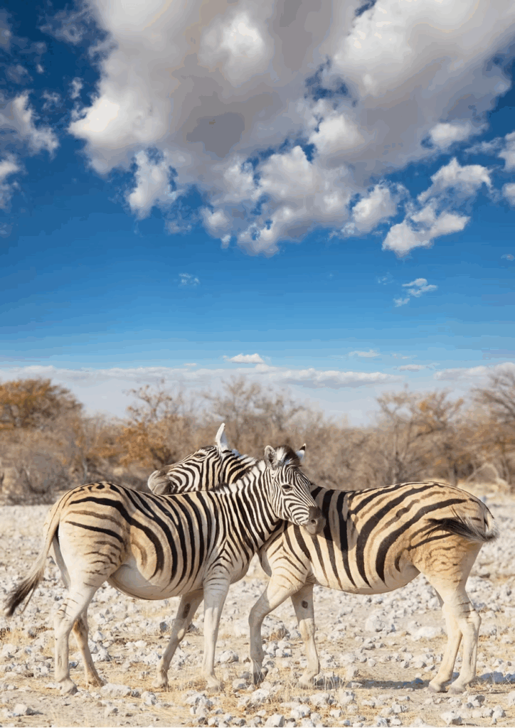 Zebra at a waterhole on the Makgadikgadi Pans in Botswana