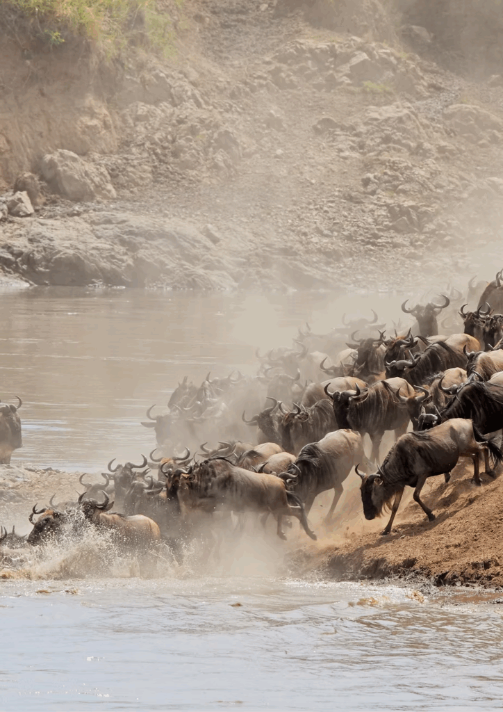 Wildebeest crossing a river in dust during the Great Migration in Kenya and Tanzania