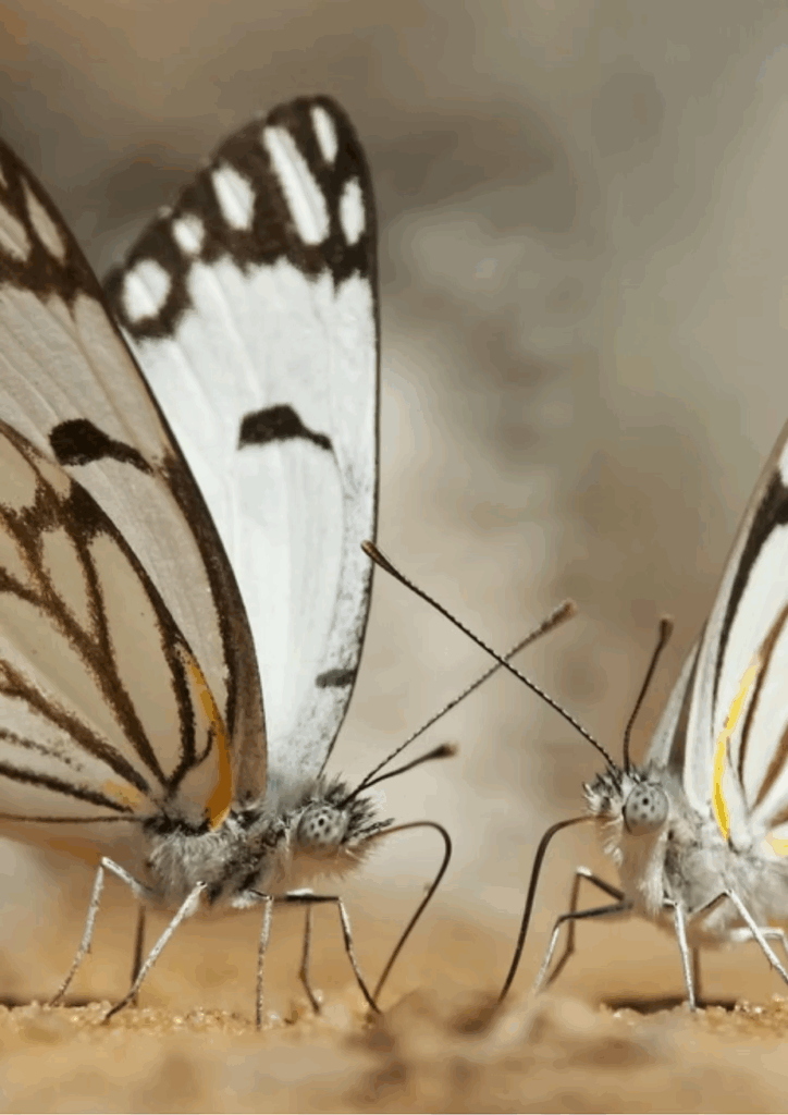 African migrant butterflies on damp ground during their annual movement