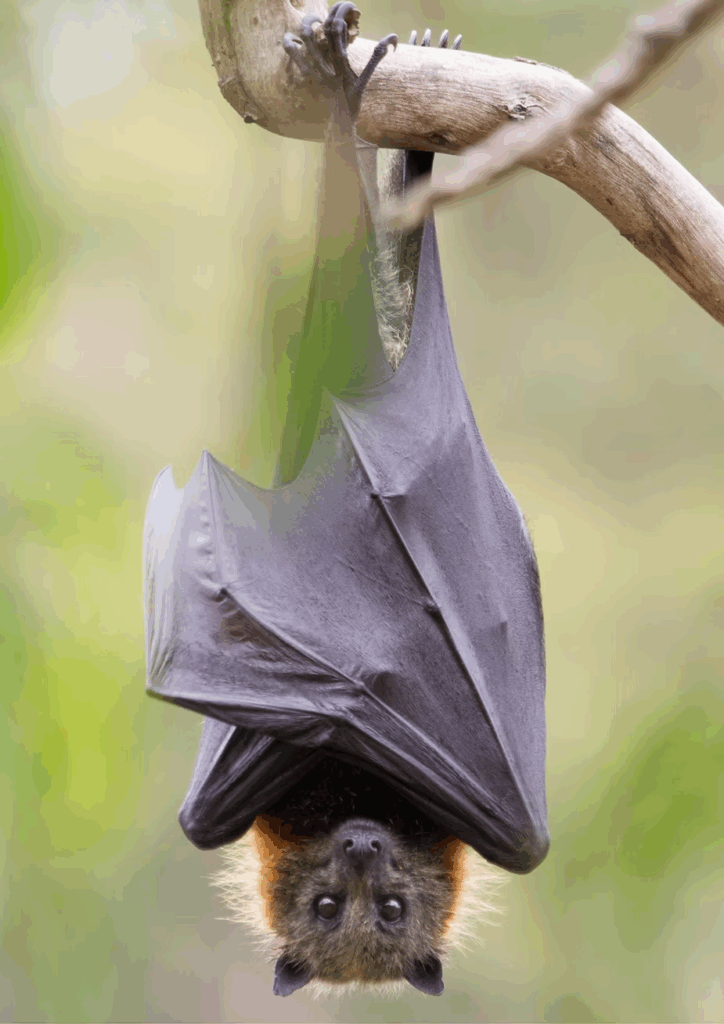 A straw-coloured fruit bat roosting in Kasanka National Park, Zambia