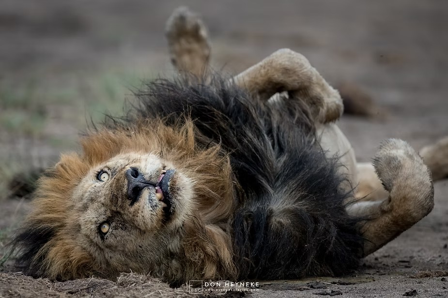 A male lion rolling on his back in the early morning sun