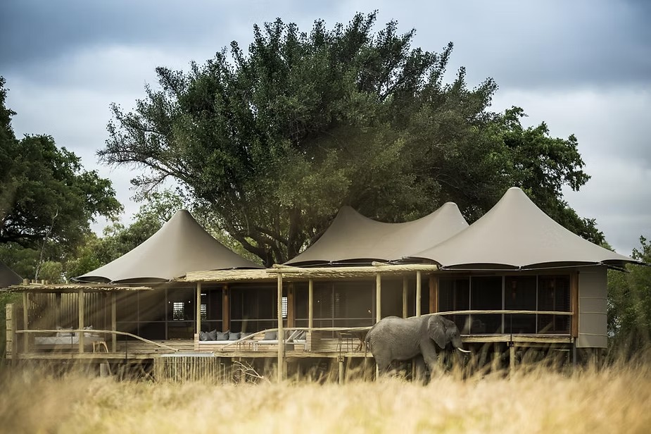 An elephant grazing in front of the tented rooms at Little Mombo