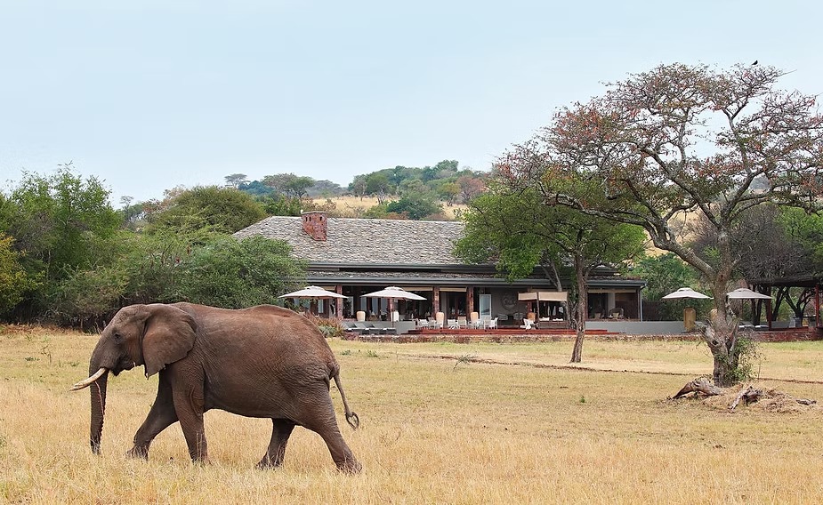 An elephant walking past Singita Serengeti House in the Grumeti