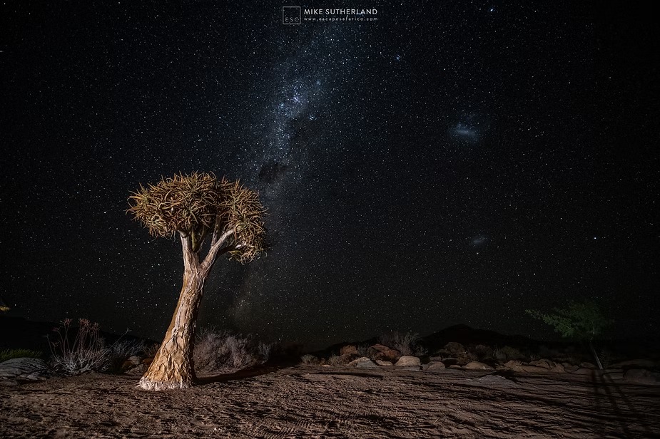 A quiver tree beneath the Milky Way, the kind of night sky only true darkness allows