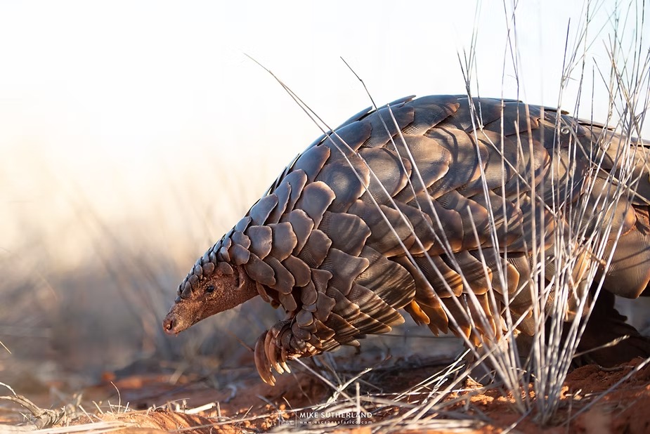A pangolin crossing open ground in backlit evening light