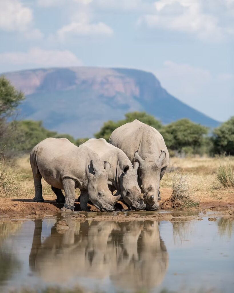 Three white rhinos drinking below the flat-topped Waterberg escarpment