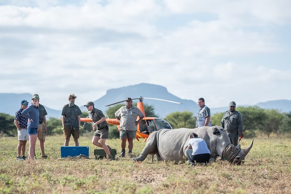 Working on a sedated white rhino below the Waterberg with the helicopter standing by