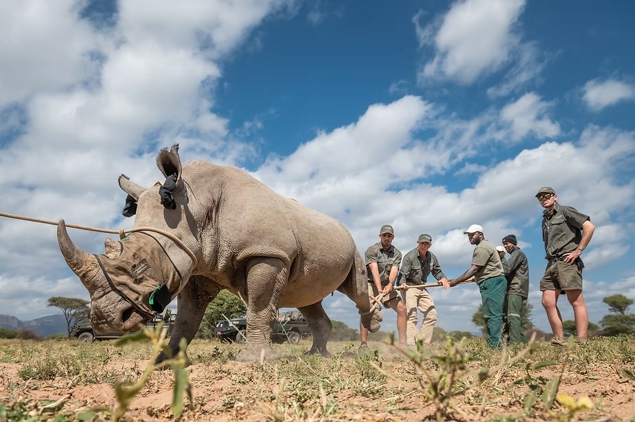 A blindfolded rhino walked forward by the capture team