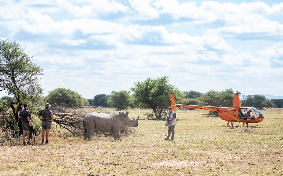 The team moving in on foot after a rhino is darted from the helicopter