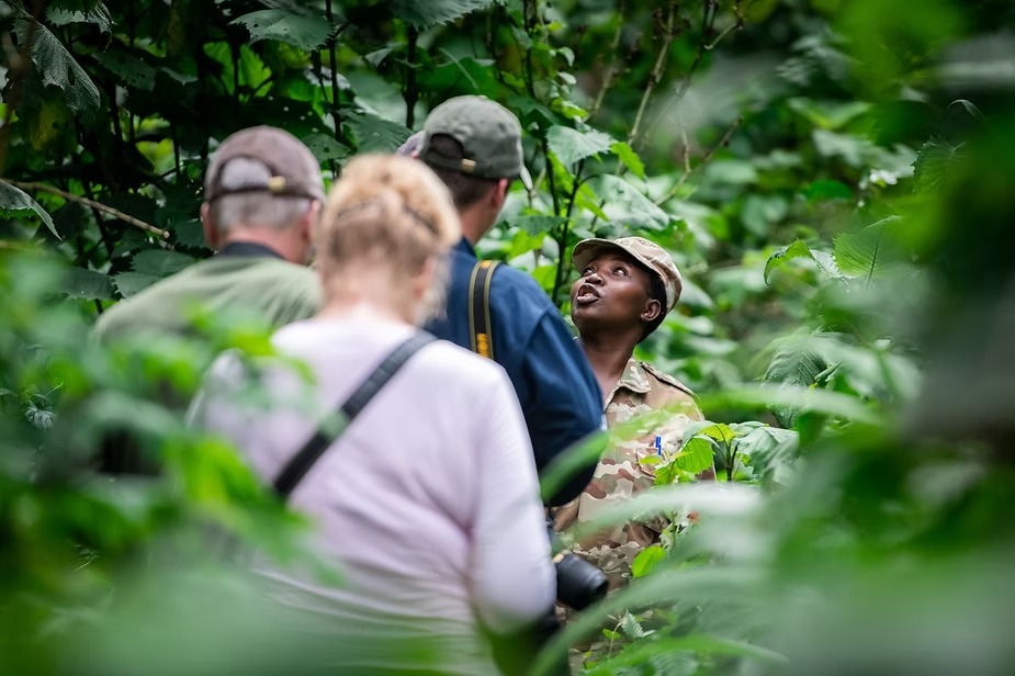 Guests and their guide looking up into the canopy during a gorilla trek