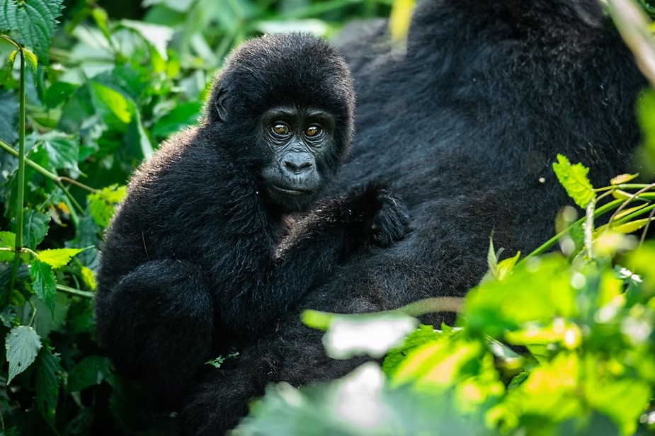 An infant gorilla holding on to its mother in the forest