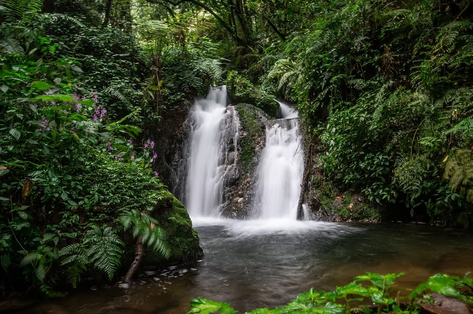 A waterfall inside the rainforest with ferns crowding the rocks