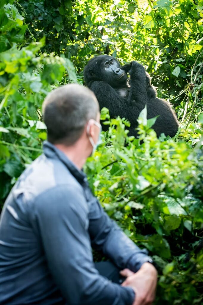 Kneeling a few metres from a silverback gorilla in the undergrowth
