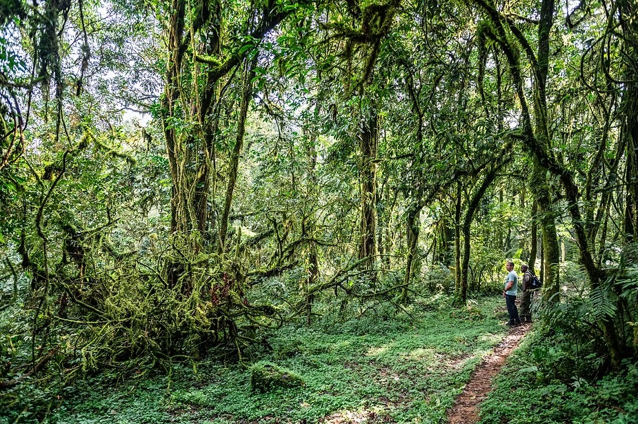A trekker on the trail through mossy montane rainforest