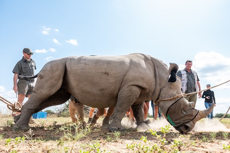 The conservation team at Marataba working on a sedated white rhino