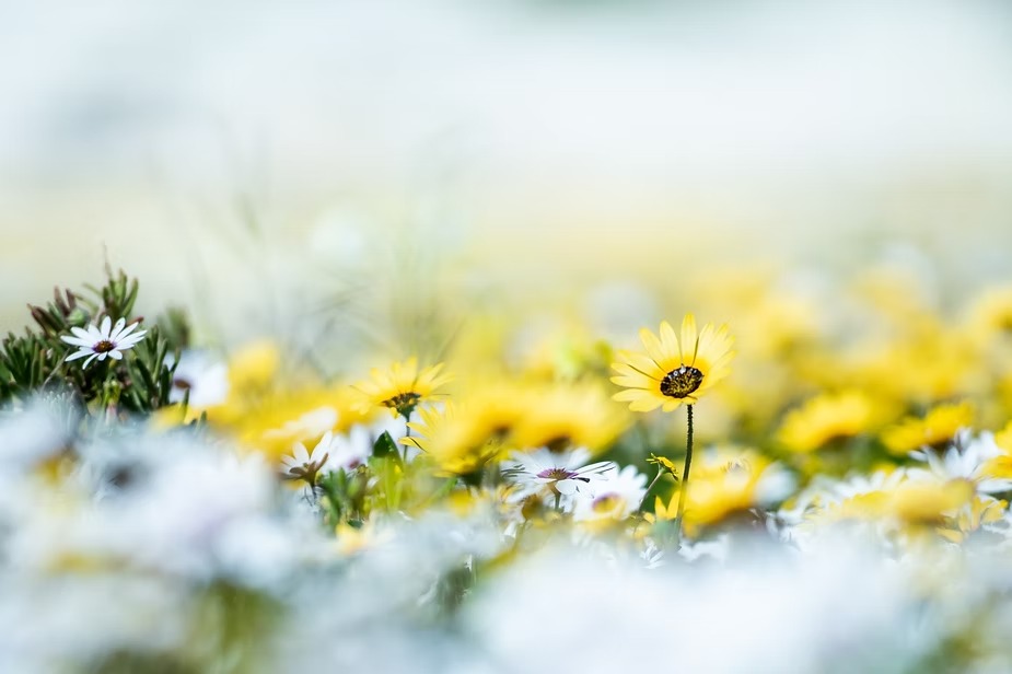 White rain daisies and yellow blooms crowding a Western Cape field