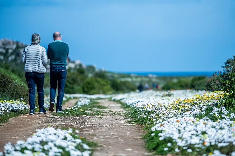 A sandy path through white daisies running down towards the sea
