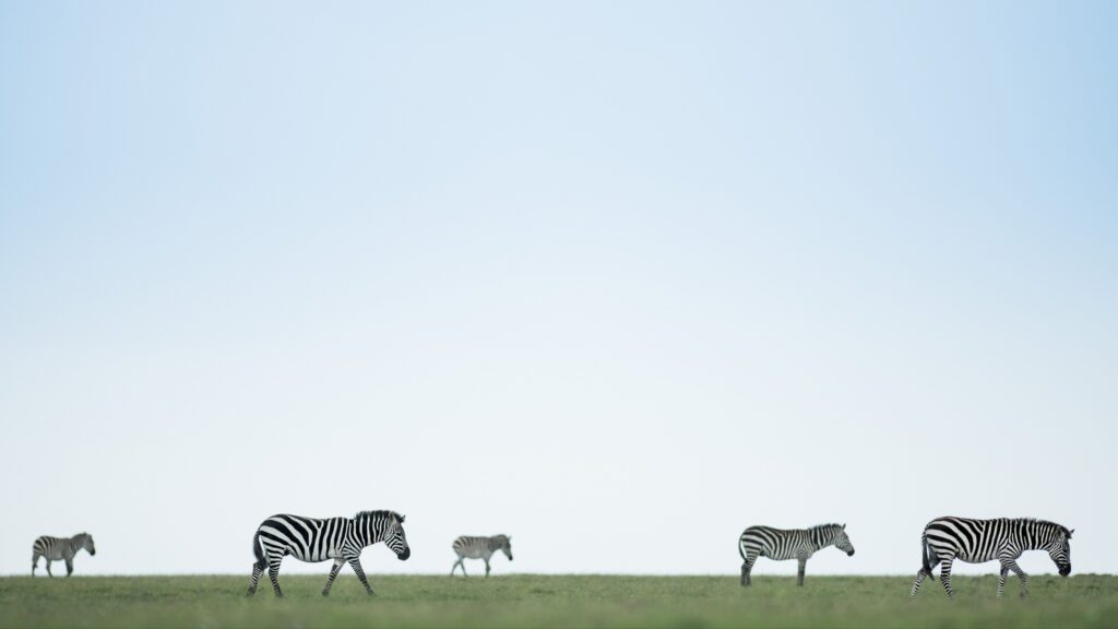 Zebra walking in single file across open grassland in Kenya