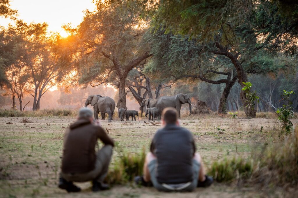 Sitting on the ground at eye level with a feeding elephant herd