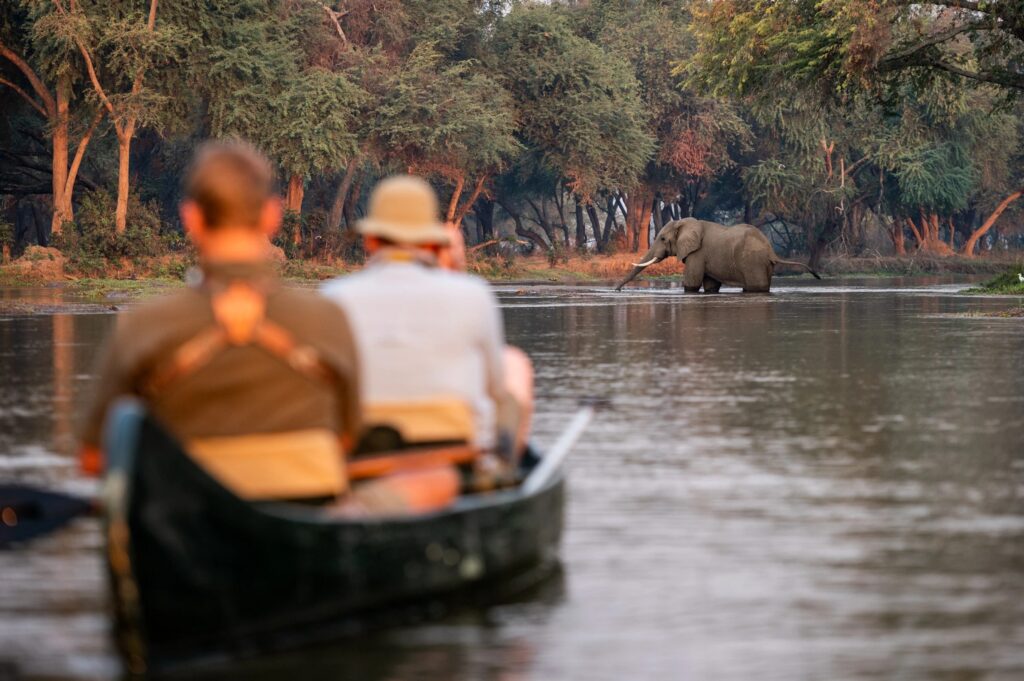 Guests canoeing the Lower Zambezi with an elephant on the far bank