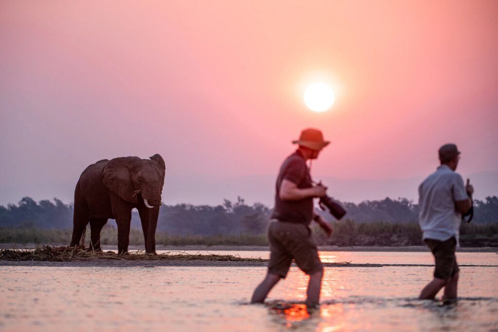Walking through shallow water at sunset with an elephant on the bank behind