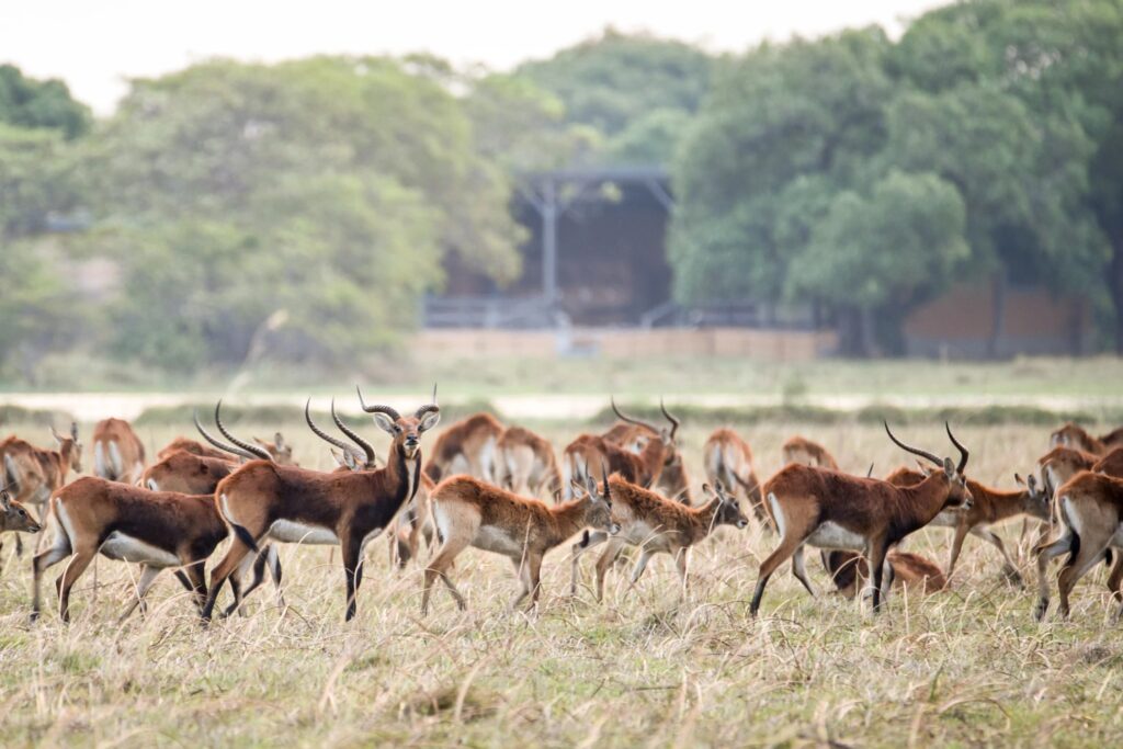 Puku grazing the floodplain in front of camp