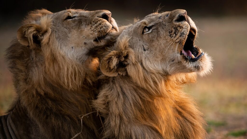 Two male lions calling at dusk