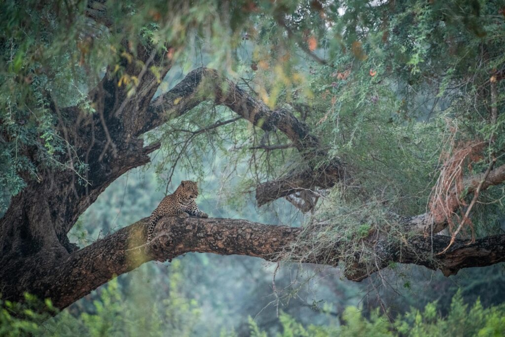 A leopard stretched along a branch in a leafy riverine tree