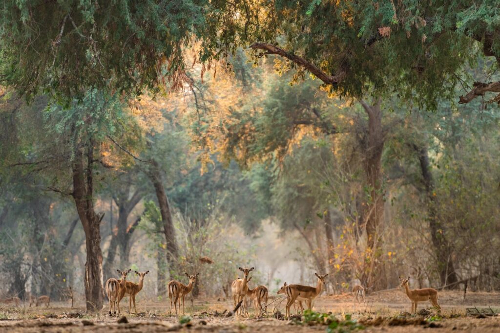 Impala moving through dappled riverine woodland